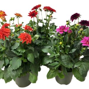 Dahlia Dahlinova Hypnotica Mixlaag
(6 Plants/Order)(17cmP 30cmH)