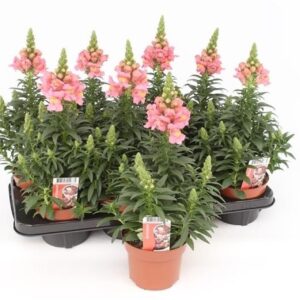 Antirrhinum Florini Diana Pink Antirrhinum Majus Pink
(8 Plants/Order)(13cmP 35cmH)