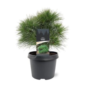 Pinus strobus Minima
(1 Plants/Order)(19cmP 35cmH)