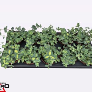 Sedum sieboldii Mediovariegatum Sedum sieb. mediovar. P10,5
(10 Plants/Order)(10.5cmP 15cmH)