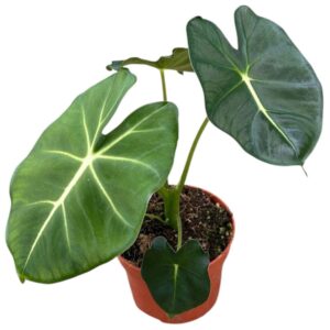 Alocasia Micholitziana Round Leaf
(9 Plants/Order)(8cmP 10cmH)