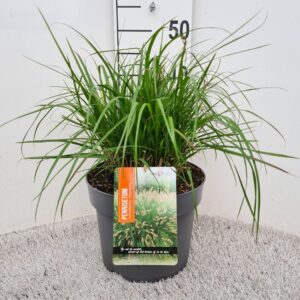 Pennisetum alopecuroides Viridescens P26
(1 Plants/Order)(26cmP 40cmH)