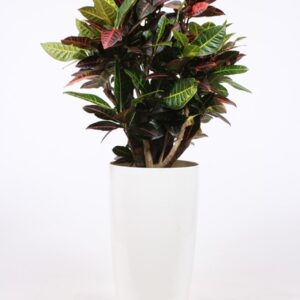 Codiaeum Petra Codiaeum Petra (Croton) in Santorini Pot "wit"
(1 Plants/Order)(33cmP 140cmH)