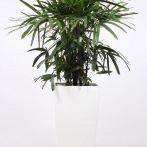 Rhapis excelsa "in Piza Pot ""wit"""
(1 Plants/Order)(40cmP 180cmH)