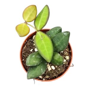 Hoya burtoniae
(10 Plants/Order)(7cmP 10cmH)