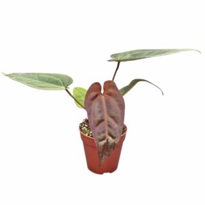 Anthurium Leaf DocBlock Dark Handsome® '9' X Darth Vader® '75'
(1 Plants/Order)(9cmP 15cmH)