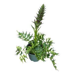 Acanthus mollis White Lips
(1 Plants/Order)(19cmP 60cmH)