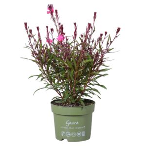 Gaura Belleza Early Pink Gaura lindheimeri
(6 Plants/Order)(17cmP 35cmH)