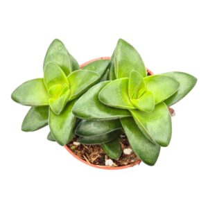 Crassula rupestris 'Springtime'
(10 Plants/Order)(7cmP 2cmH)