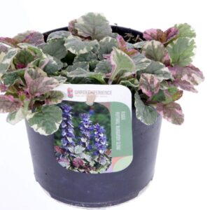 Ajuga reptans Burgundy Glow
(8 Plants/Order)(13cmP 20cmH)