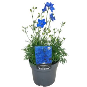 Delphinium Ocean Tiara Blue Cheer
(6 Plants/Order)(17cmP 45cmH)