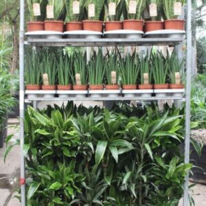 Indoor plants Mixkar Dracaena 3pp and Sansevieria
(1 Plants/Order)(5cmP 999cmH)