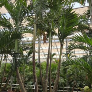 palms Veitchia merrillii 3pp
(1 Plants/Order)(120cmP 600cmH)