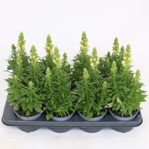 Antirrhinum majus other Antirrhinum majus Yellow
(8 Plants/Order)(12cmP 40cmH)