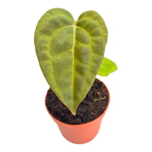 Anthurium Leaf Ace of Spades x Papillilaminum
(5 Plants/Order)(7cmP 10cmH)