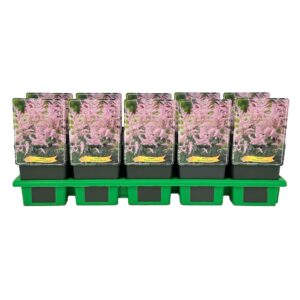 Astilbe Hennie G
(10 Plants/Order)(11cmP 25cmH)