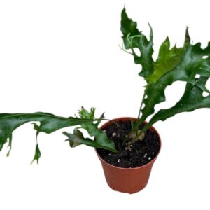 other plants Drynaria Quercifolia Poonsak
(14 Plants/Order)(8cmP 15cmH)