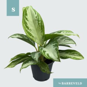 Aglaonema Silver Bay Green
(10 Plants/Order)(11cmP 30cmH)