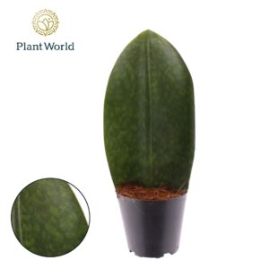 Sansevieria other ‘Masoniana’ Whale Fin
(6 Plants/Order)(12cmP 35cmH)