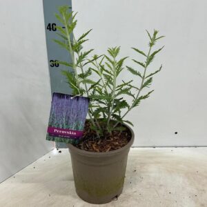 Perovskia Blue Spire atripicifolia
(1 Plants/Order)(17cmP 30cmH)