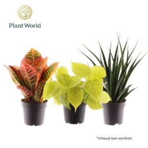 Indoor plants gem. green 3 Types mix Festival
(8 Plants/Order)(12cmP 25cmH)