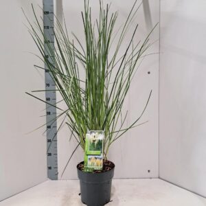 Cortaderia selloana Pumila
(1 Plants/Order)(23cmP 115cmH)