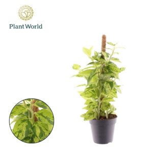 Pedilanthus tithymaloides Mosstok
(10 Plants/Order)(12cmP 40cmH)