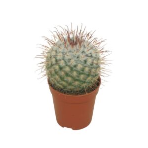 Mammillaria Bombycina 5,5 cm
(20 Plants/Order)(5.5cmP 8cmH)