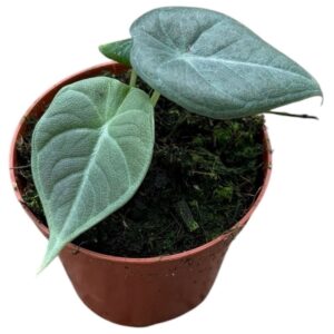 Alocasia Maharani
(14 Plants/Order)(8cmP 12cmH)