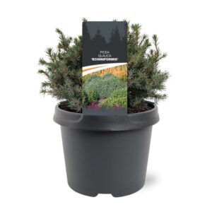 Picea glauca Echiniformis
(1 Plants/Order)(19cmP 30cmH)