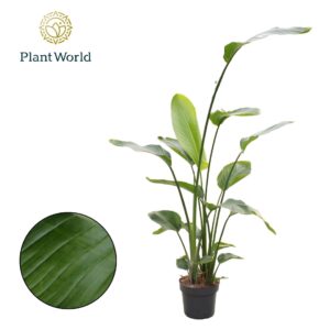Strelitzia nicolai 3 PP (zonder bloem) 160-180cm
(1 Plants/Order)(24cmP 160cmH)