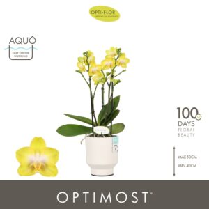 Phalaenopsis Arezzo Optimost Arezzo 3 spike in Emilia White Aquo
(6 Plants/Order)(12cmP 45cmH)