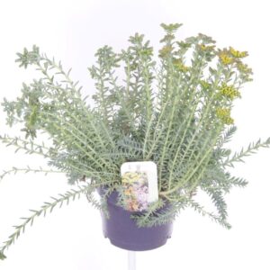 Sedum reflexum
(6 Plants/Order)(17cmP 40cmH)