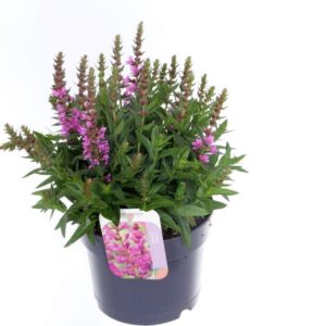 Lythrum Robin Lythrum salicaria Robin
(6 Plants/Order)(17cmP 35cmH)