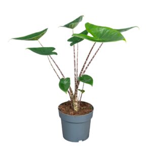 Alocasia zebrina Alocasia Zebrina 14cm
(8 Plants/Order)(14cmP 60cmH)