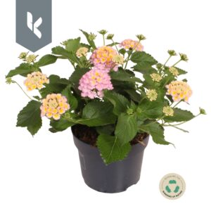Lantana camara Havana pink
(8 Plants/Order)(12cmP 20cmH)