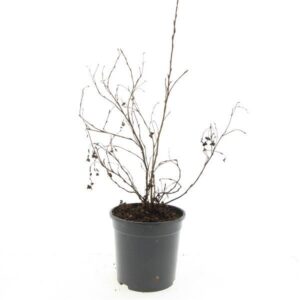 Potentilla Goldfinger f.
(8 Plants/Order)(14cmP 10cmH)