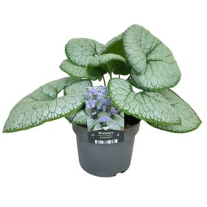 Brunnera Silver Heart®
(6 Plants/Order)(17cmP 40cmH)