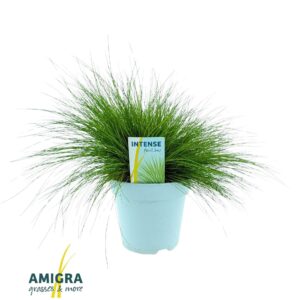 Deschampsia Tatra Gold flexuosa AmiLime®
(6 Plants/Order)(17cmP 35cmH)