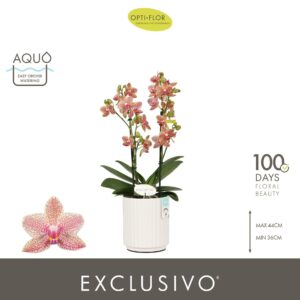 Phalaenopsis Multiflora Exclusivo Pikachu 2 spike in Molise White Aquo
(6 Plants/Order)(12cmP 45cmH)