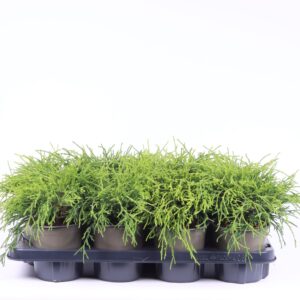 Chamaecyparis Sungold pisifera
(8 Plants/Order)(13cmP 25cmH)
