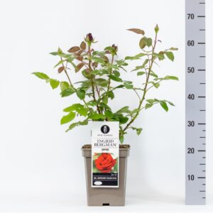Rosa Ingrid Bergman (TH) C5
(1 Plants/Order)(23cmP 35cmH)