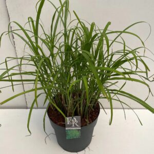 Miscanthus sinensis Strictus
(1 Plants/Order)(29cmP 90cmH)