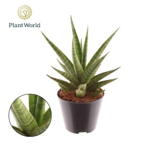 Euphorbia Cristata Sansevieria Blue Dancing Queen
(12 Plants/Order)(8.5cmP 15cmH)