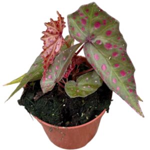 Begonia Amphioxus X Malachosticta
(14 Plants/Order)(8cmP 12cmH)