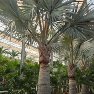 palms Bismarckia nobilis
(1 Plants/Order)(120cmP 500cmH)