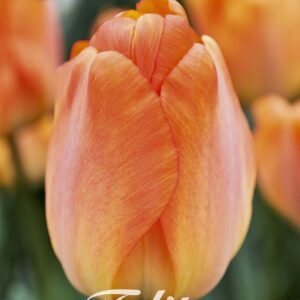 Droge Bulbs Tulipa Darwin hybride Daydream x10 12/+
(10 Plants/Order)(20cmP 55cmH)