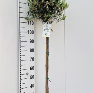 Olea europaea on stem
(1 Plants/Order)(25cmP 165cmH)