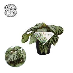 Begonia Silver Jewell
(8 Plants/Order)(12cmP 20cmH)