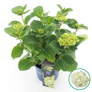 Hydrangea macrophylla other Royalty® 'Ice Girl'® C3.5 (20cm.) Kn.
(1 Plants/Order)(20cmP 40cmH)